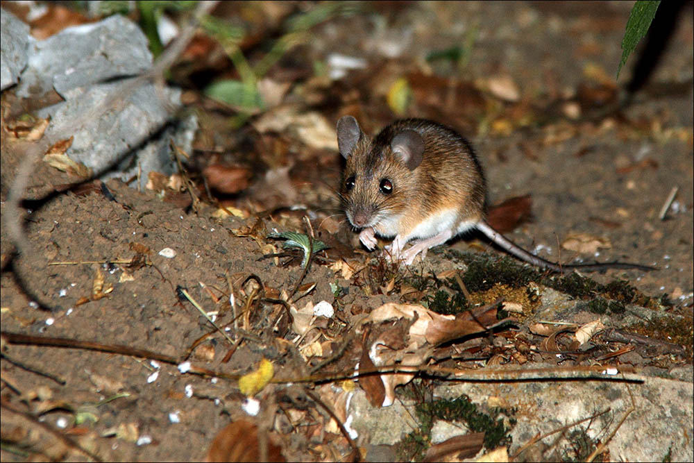 Apodemus sp. - Monti Ernici